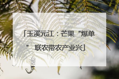 玉溪元江：芒果“爆单” 联农带农产业兴
