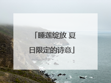 睡莲绽放 夏日限定的诗意