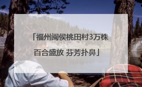 福州闽侯桃田村3万株百合盛放 芬芳扑鼻