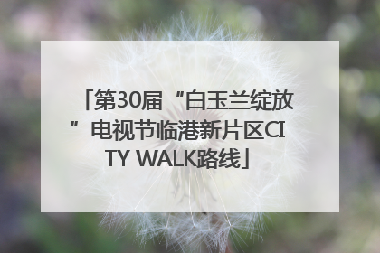 第30届“白玉兰绽放”电视节临港新片区CITY WALK路线