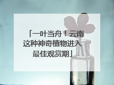 一叶当舟！云南这种神奇植物进入最佳观赏期