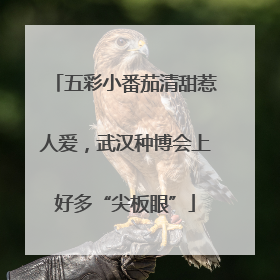 五彩小番茄清甜惹人爱，武汉种博会上好多“尖板眼”