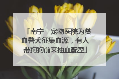 南宁一宠物医院为贫血警犬征集血源，有人带狗狗前来抽血配型