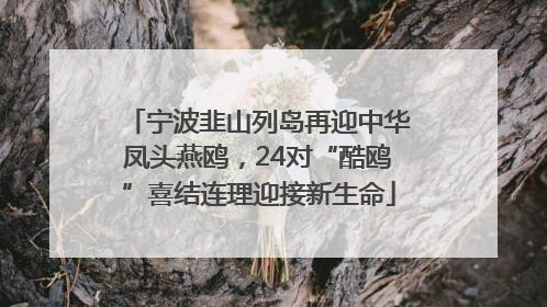 宁波韭山列岛再迎中华凤头燕鸥，24对“酷鸥”喜结连理迎接新生命