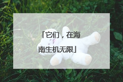 它们，在海南生机无限