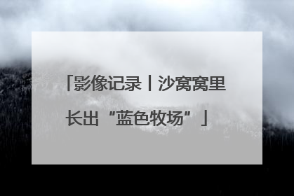 影像记录丨沙窝窝里长出“蓝色牧场”