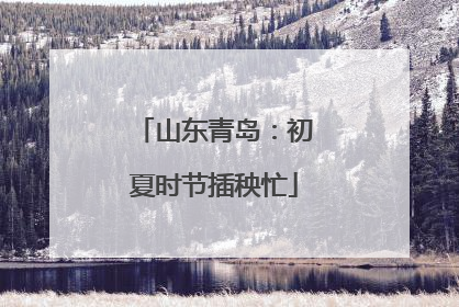 山东青岛：初夏时节插秧忙