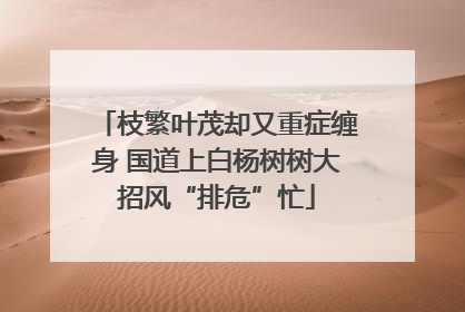 枝繁叶茂却又重症缠身 国道上白杨树树大招风“排危”忙