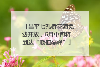 昌平七孔桥花海免费开放，6月中旬将到达“颜值巅峰”