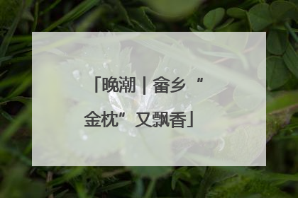 晚潮｜畲乡“金枕”又飘香