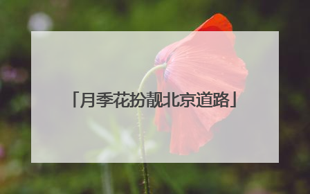 月季花扮靓北京道路