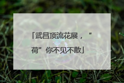 武昌顶流花展，“荷”你不见不散