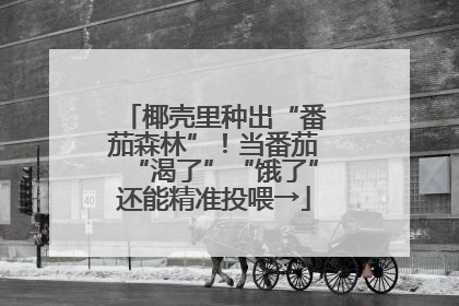 椰壳里种出“番茄森林”！当番茄“渴了”“饿了”还能精准投喂→