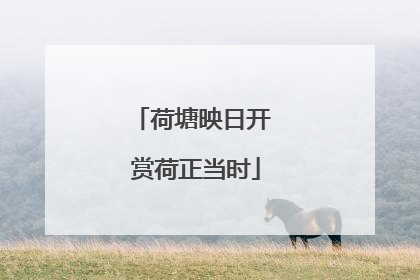 荷塘映日开 赏荷正当时