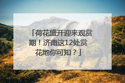 荷花盛开迎来观赏期！济南这12处赏花地你可知？
