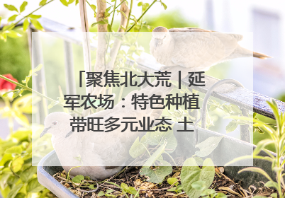 聚焦北大荒｜延军农场：特色种植带旺多元业态 土地焕发新活力