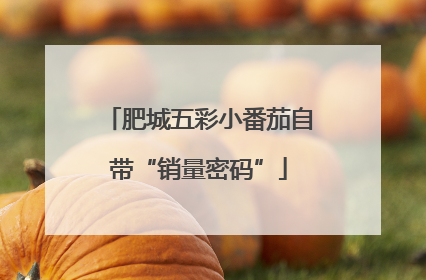 肥城五彩小番茄自带“销量密码”