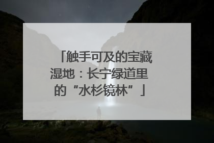 触手可及的宝藏湿地：长宁绿道里的“水杉镜林”