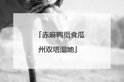 赤麻鸭觅食瓜州双塔湿地