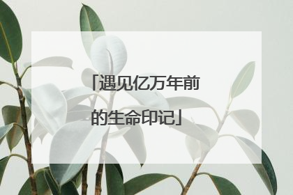 遇见亿万年前的生命印记