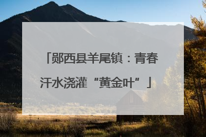 郧西县羊尾镇：青春汗水浇灌“黄金叶”