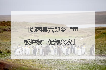 郧西县六郎乡“黄板护椒”促绿兴农