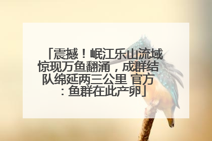 震撼！岷江乐山流域惊现万鱼翻涌，成群结队绵延两三公里 官方：鱼群在此产卵