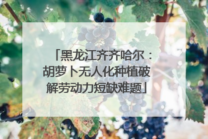 黑龙江齐齐哈尔：胡萝卜无人化种植破解劳动力短缺难题