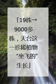 19株→9000多株，天台这一珍稀植物“坐飞的”生长
